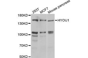 Western blot analysis of extracts of various cell lines, using HYOU1 antibody (ABIN2563312) at 1:1000 dilution. (HYOU1 抗体)