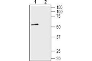 Western blot analysis of mouse brain lysate: - 1. (SNTA1 抗体  (Intracellular, PH1 Domain))