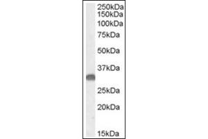 Image no. 1 for anti-OTU Domain, Ubiquitin Aldehyde Binding 1 (OTUB1) (Internal Region) antibody (ABIN374993) (OTUB1 抗体  (Internal Region))