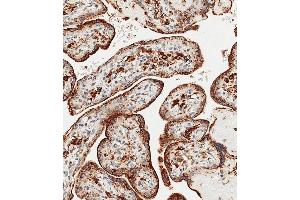 Immunohistochemical analysis of paraffin-embedded Human placenta tissue using (ABIN656475 and ABIN2845755) performed on the Leica® BOND RXm. (GAA 抗体  (N-Term))
