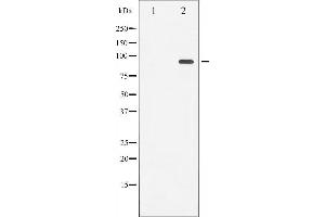 Western blot analysis of Progesterone Receptor phosphorylation expression in heatshock treated 293 whole cell lysates,The lane on the left is treated with the antigen-specific peptide. (Progesterone Receptor 抗体  (pSer400))