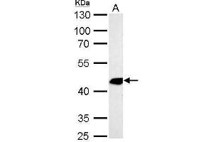 Western Blotting (WB) image for anti-Actin, alpha 2, Smooth Muscle, Aorta (ACTA2) (N-Term) antibody (ABIN2857027)