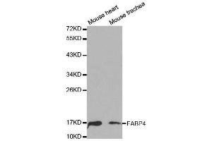 Western Blotting (WB) image for anti-Fatty Acid Binding Protein 4, Adipocyte (FABP4) (AA 1-132) antibody (ABIN3020736)