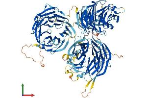 Protein Structure (PS) image for WD Repeat Domain 6 (WDR6) (AA 1-1121) protein (His tag) (ABIN7556001)