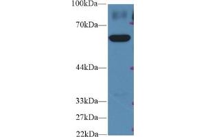 Western Blot; Sample: Human HepG2 cell lysate; Primary Ab: 2µg/ml Rabbit Anti-Rat PKM2 Antibody Second Ab: 0.