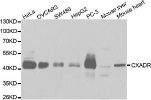 Western blot analysis of extracts of various cell lines, using CXADR antibody (ABIN5970924) at 1/1000 dilution. (Coxsackie Adenovirus Receptor 抗体)
