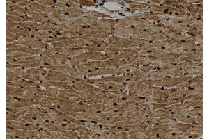 ABIN6267100 at 1/100 staining Rat heart tissue by IHC-P. (ARNTL 抗体  (pSer42))