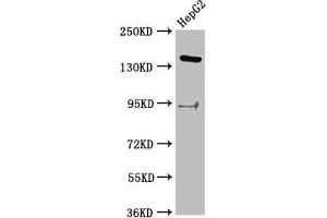 Western Blot Positive WB detected in: HepG2 whole cell lysate All lanes: INO80 antibody at 2. (INO8 (AA 1365-1495) 抗体)