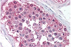 Human Testis (formalin-fixed, paraffin-embedded) stained with NR0B1 antibody ABIN213502 at 10 ug/ml followed by biotinylated goat anti-rabbit IgG secondary antibody ABIN481713, alkaline phosphatase-streptavidin and chromogen. (NR0B1 抗体  (Ligand Binding Domain))