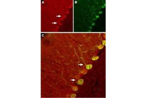 Expression of Nogo receptor in rat cerebellumImmunohistochemical staining of rat cerebellum using Anti-Nogo Receptor (extracellular) Antibody (ABIN7043601, ABIN7044757 and ABIN7044758). (Reticulon 4 Receptor (RTN4R) Peptide)