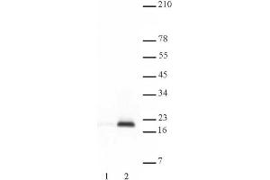 Histone H3 acetyl Lys9 antibody tested by Western blot. (Histone 3 抗体  (H3K9ac))