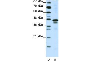 WB Suggested Anti-WDR39 Antibody Titration:  0. (CIAO1 抗体  (C-Term))