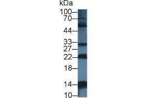 Western Blotting (WB) image for anti-Nuclear Transport Factor 2 (NUTF2) (AA 1-127) antibody (ABIN7444871)