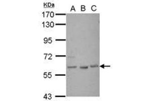 Image no. 1 for anti-GLIS Family Zinc Finger 1 (GLIS1) (Internal Region) antibody (ABIN1496043) (GLIS1 抗体  (Internal Region))