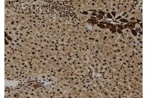 ABIN6257756 and ABIN6273652 at 1/100 staining Mouse liver tissue by IHC-P. (IL16 抗体  (C-Term))