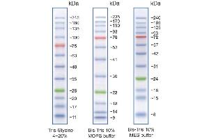 Image no. 1 for BLUeye Prestained Protein Ladder (ABIN2868252) (BLUeye Prestained Protein Ladder)