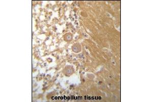DEGS1 Antibody (N-term) (ABIN657334 and ABIN2846402) immunohistochemistry analysis in formalin fixed and paraffin embedded human cerebellum tissue followed by peroxidase conjugation of the secondary antibody and DAB staining. (DEGS1 抗体  (N-Term))
