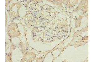 Immunohistochemistry of paraffin-embedded human kidney tissue using ABIN7145408 at dilution of 1:100 (B3GNT1 抗体  (AA 161-415))