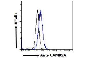 ABIN570984 Flow cytometric analysis of paraformaldehyde fixed Kelly cells (blue line), permeabilized with 0. (CaMKII alpha/beta (Internal Region) 抗体)
