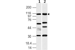 Image no. 1 for anti-Ubiquitin-Like Modifier Activating Enzyme 6 (UBA6) (AA 710-955) antibody (ABIN5027617) (UBA6 抗体  (AA 710-955))