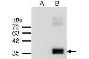 WB Image Sample (2. (APOE 抗体  (C-Term))