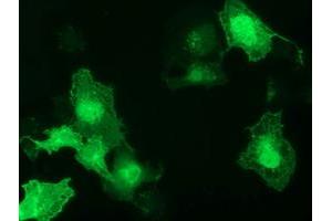 Anti-GAS7 mouse monoclonal antibody (ABIN2453056) immunofluorescent staining of COS7 cells transiently transfected by pCMV6-ENTRY GAS7 (RC215256). (GAS7 抗体)