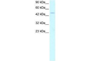 WB Suggested Anti-PPARA Antibody Titration:  2. (PPARA 抗体  (Middle Region))