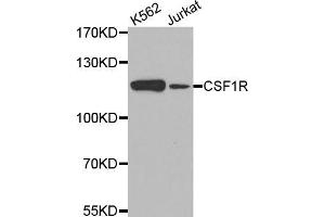 Western blot analysis of extracts of various cell lines, using CSF1R antibody (ABIN5971549) at 1/500 dilution. (CSF1R 抗体)