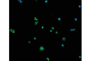 Immunofluorescence (IF) image for anti-Sema Domain, Immunoglobulin Domain (Ig), Transmembrane Domain (TM) and Short Cytoplasmic Domain, (Semaphorin) 4F (SEMA4F) (AA 417-659) antibody (ABIN7168807)