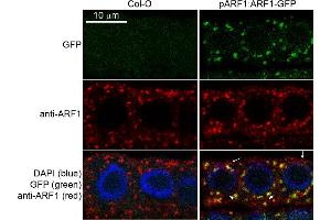 Image no. 1 for anti-ADP-Ribosylation Factor 1 (ARF1) antibody (ABIN2688655) (ARF1 抗体)