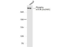 HepG2 lysates probed with mTOR (Ser2481) Polyclonal Antibody, Unconjugated  at 1:300 dilution and 4˚C overnight incubation. (MTOR 抗体  (pSer2481))