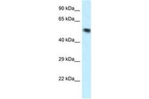 Image no. 1 for anti-Vacuolar Protein Sorting 4 Homolog B (vps4b) (AA 70-119) antibody (ABIN6747629) (VPS4B 抗体  (AA 70-119))