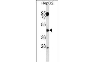Western blot analysis in HepG2 cell line lysates (35ug/lane). (CLMP 抗体  (AA 81-110))
