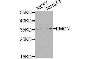 Western blot analysis of extracts of various cells, using EMCN antibody. (Endomucin 抗体)