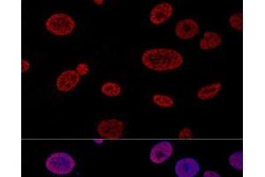 Confocal immunofluorescence analysis of U2OS cells using ALYREF Polyclonal Antibody at dilution of 1:100. (THO Complex 4 抗体)