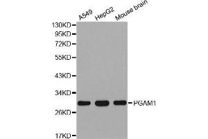 Western blot analysis of extracts of various cell lines, using PGAM1 antibody. (PGAM1 抗体  (AA 1-254))