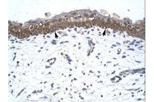 Image no. 1 for anti-Zinc Finger Protein 385A (ZNF385A) (AA 256-305) antibody (ABIN6735827) (ZNF385A 抗体  (AA 256-305))
