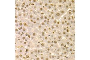 Immunohistochemistry of paraffin-embedded rat liver using SFN Antibody. (14-3-3 sigma/SFN 抗体  (AA 1-248))