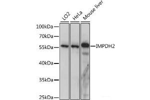 Western blot analysis of extracts of various cell lines using IMPDH2 Polyclonal Antibody at dilution of 1:1000. (IMPDH2 抗体)
