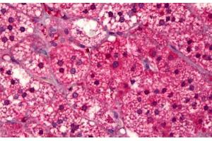 Anti-GPR91 antibody IHC staining of human adrenal cortex. (SUCNR1 抗体  (AA 100-149))