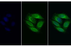 Immunofluorescence (IF) image for anti-Prosaposin (PSAP) (AA 17-524) antibody (ABIN7435130)