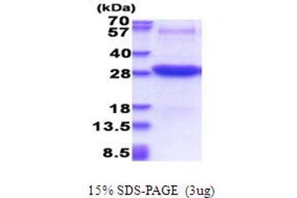 ICAM2 Protein (AA 22-223) (His tag)