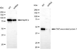 Western blotting analysis using DAZ associated protein 1 antibody (ABIN7798275).