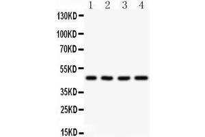 AAMP antibody  (AA 235-434)