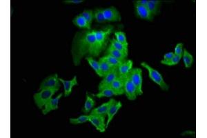Immunofluorescence staining of HepG2 cells with ABIN7147911 at 1:133, counter-stained with DAPI. (Claudin 6 抗体  (AA 182-220))