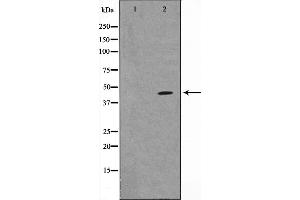 Western blot analysis of p38 MAPK expression in 293 whole cell lysates,The lane on the left is treated with the antigen-specific peptide. (MAPK14 抗体)