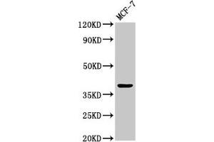 Western Blot Positive WB detected in: MCF-7 whole cell lysate All lanes: ATOH1 antibody at 3. (ATOH1 抗体  (AA 1-354))