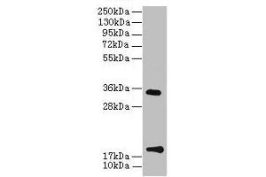 Western Blot All lanes: TMEM91 antibody at 16 μg/mL + A549 whole cell lysate Secondary Goat polyclonal to rabbit IgG at 1/10000 dilution Predicted band size: 19, 16, 14, 15 kDa Observed band size: 19, 34 kDa (TMEM91 抗体  (AA 1-97))