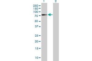 Western Blot analysis of HHLA2 expression in transfected 293T cell line by HHLA2 MaxPab polyclonal antibody. (HHLA2 抗体  (AA 1-414))