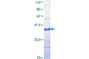 IL-24 Protein (AA 58-167) (GST tag)